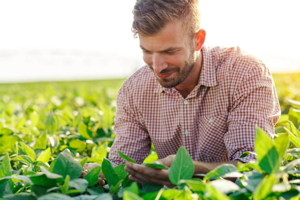 istock Young farmer in filed examining soybean corp at sunset. 1022166280