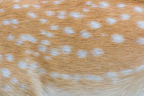 istock deer fur / deer skin 1022167316