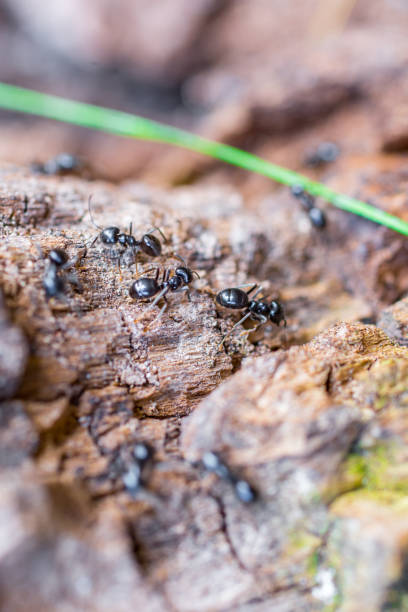 pequeno mundo de formigas entre casca e prado - working late - fotografias e filmes do acervo
