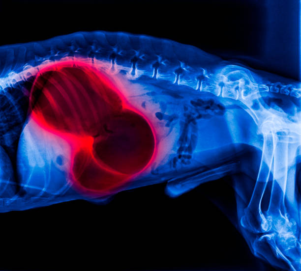 raggi x della vista laterale del cane evidenziazione rossa in volvulo di dilatazione gastrica- colpi di stomaco-doppio modello di bolla indica che si è verificata la torsione dello stomaco - medicina veterinaria - anatomia veterinaria- colore blu - vet x ray veterinary medicine x ray image foto e immagini stock