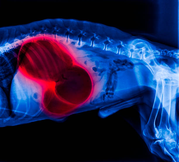 X-ray of dog lateral view red highlight in gastric dilatation volvulus- stomach twists-double bubble pattern indicates stomach torsion has occurred- Veterinary medicine- Veterinary anatomy- blue color X-ray of dog lateral view red highlight in gastric dilatation volvulus- stomach twists-double bubble pattern indicates stomach torsion has occurred- Veterinary medicine- Veterinary anatomy- blue color animal lung stock pictures, royalty-free photos & images