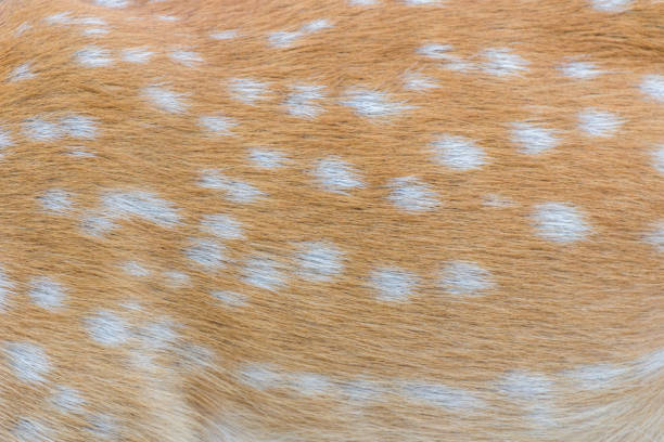 istock deer fur / deer skin 1022172476