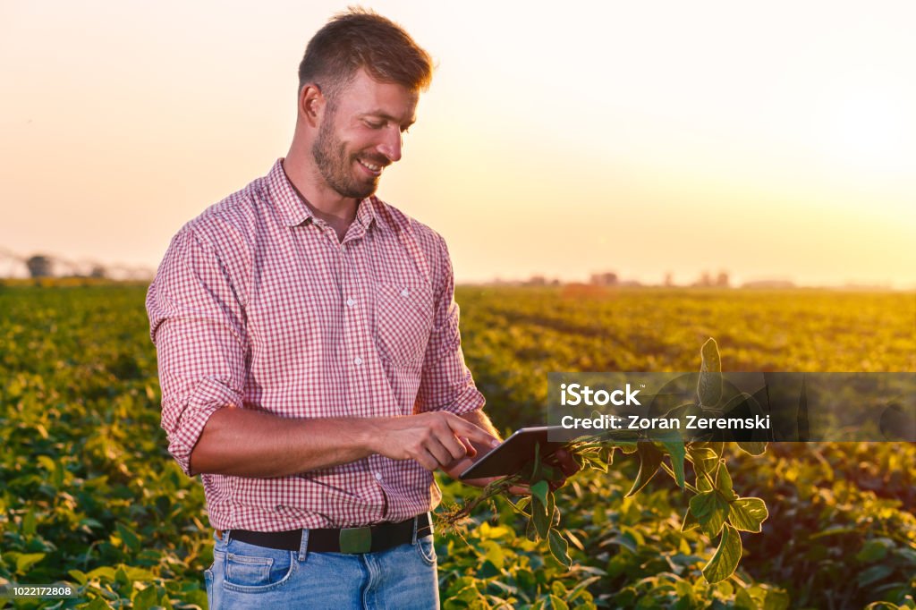 Joven agricultor en sostener la tablet en sus manos y examinar soja corp archivado. - Foto de stock de Agricultor libre de derechos