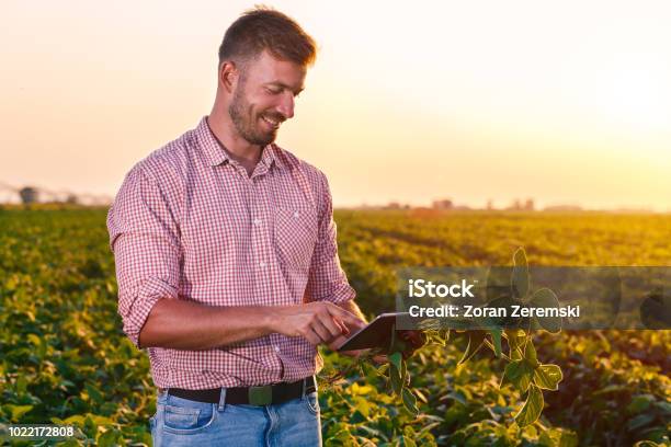 Joven Agricultor En Sostener La Tablet En Sus Manos Y Examinar Soja Corp Archivado Foto de stock y más banco de imágenes de Agricultor