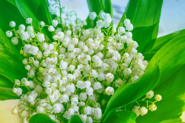 istock flowers lily of the valley 1022174202