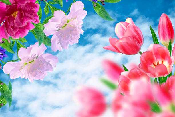 Bright and colorful flowers tulips on the background of spring landscape.