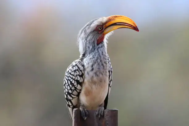 Birds of South-Africa