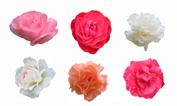 istock Pink, red, white,  peach roses on white background with clipping path 1022179634