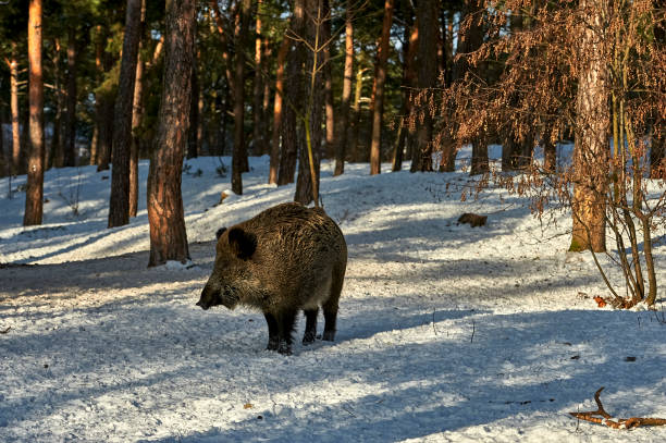 istock Eurasian wild boar (Sus scrofa) in natural environment, Poland 1022188072