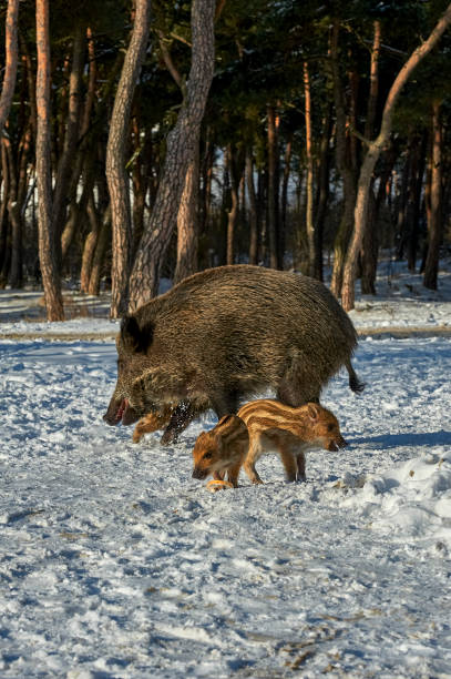 istock Eurasian wild boar (Sus scrofa) in natural environment, Poland 1022188158