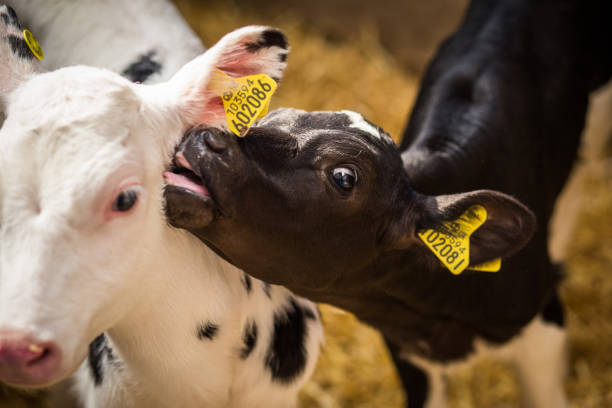Dairy calf licking the ear of another, white-faced calf stock photo