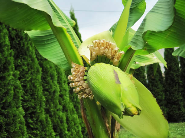 istock Banana in garden 1022190726