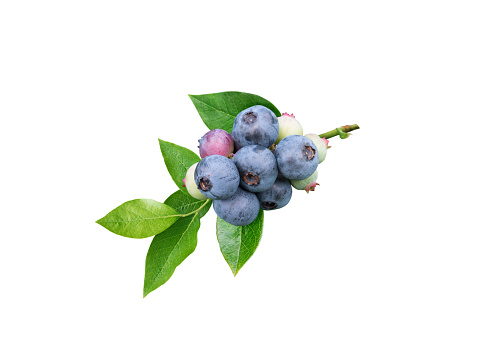 Blueberries and leaves branch isolated on white. Dusky blue wax coating on the berries.