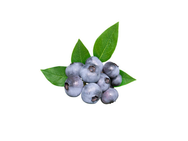 istock Blueberry berries and leaves isolated on white. 1022191326