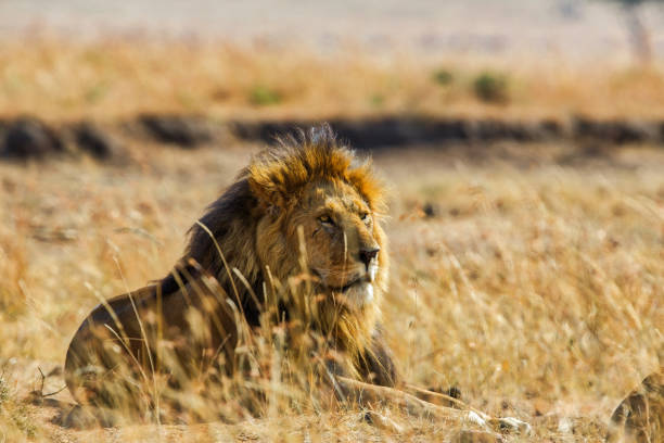 istock King Lion resting at wild 1022194288