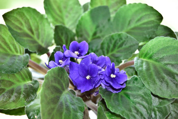 istock African violets, Saintpaulia ionantha 1022201912
