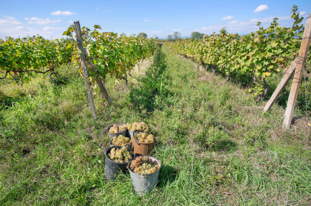 Harvest time, green grape inside buckets of the sunny valley farm. Farmers area with vineyards under blue sky Harvest time, green grape inside buckets of the sunny valley farm. Farmers area with vineyards under blue sky. kakheti georgia stock pictures, royalty-free photos & images