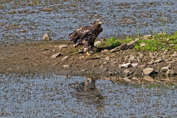 istock Bird juvenile bald eagle on lake shore 1022202060