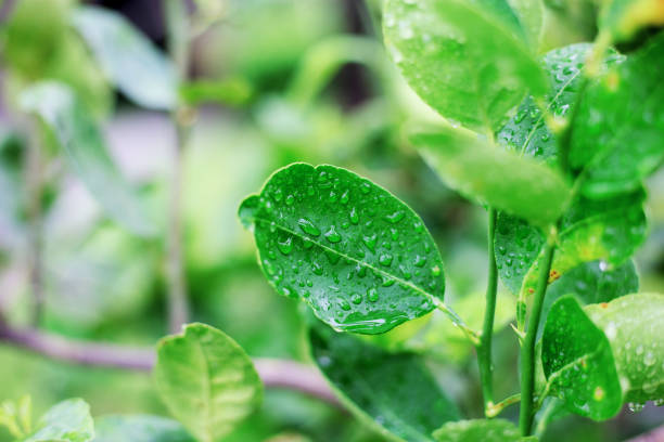 istock leaves of lemon in the spring. 1022207026