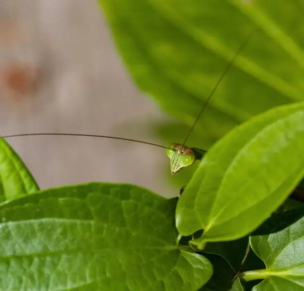Photo of Praying mantis