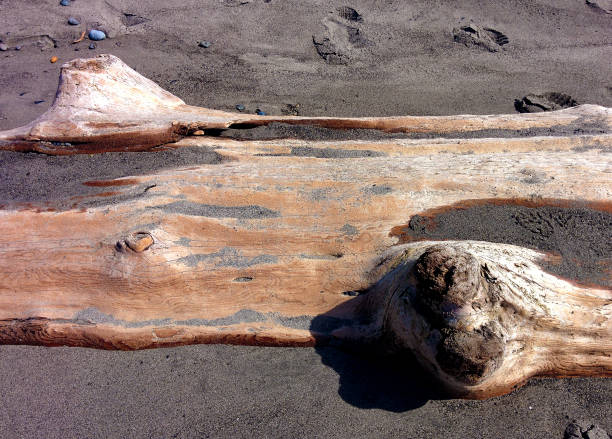 istock Driftwood on Beach, Olympic Peninsula, Washington, USA 1022212418
