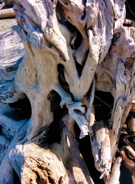 istock Driftwood on Beach, Olympic Peninsula, Washington, USA 1022212444