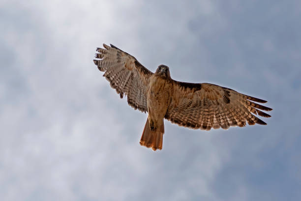 istock Bird hawk flying low above Big Bear Lake 1022213220