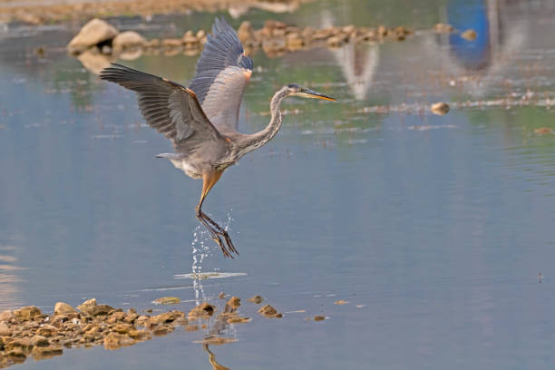 istock Bird great blue heron take-off from lake shore 1022213290