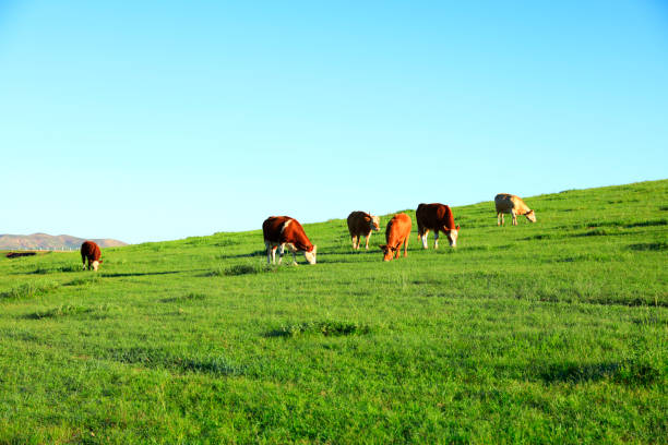 istock A herd of cattle was grazing on the prairie 1022216032