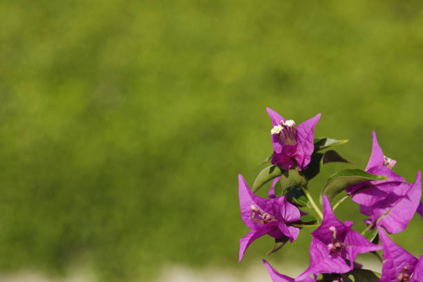 Bougainvillea Flowers Close Up
