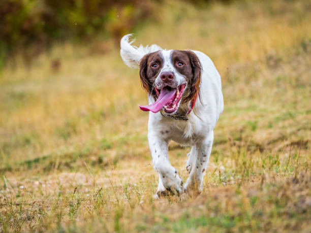 istock Springer Spaniel looking at camera with tongue hanging out 1022219592