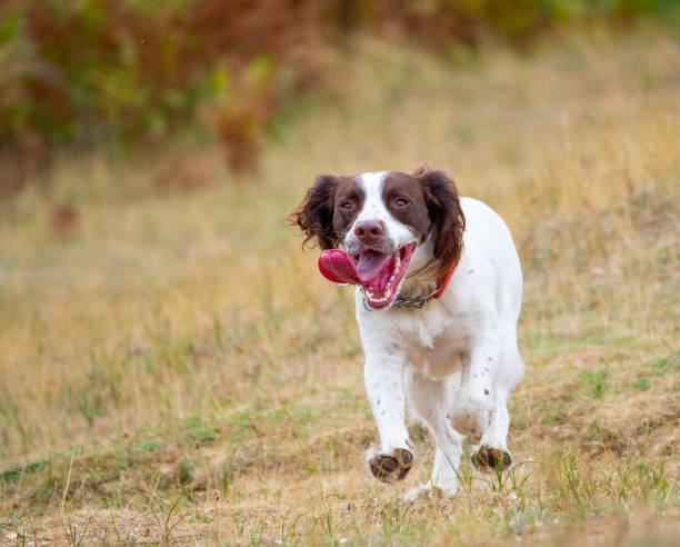 istock Springer Spaniel looking at camera with tongue hanging out 1022219602