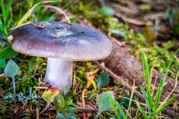 A beautiful rounded portrait shot of a wild mushroom in Heceta Head Lighthouse State Park