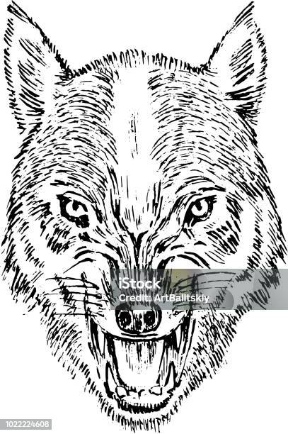 Portrait Of Wolf Head And Of A Wild Animal Angry Roar Of A Predator Dog Face Badge Or Emblem Vector Illustration Engraved Hand Drawn Old Monochrome Vintage Sketch Stock Illustration - Download Image Now