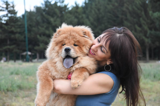 女性が公園でチャウチャウ犬と遊ぶ - chow domestic animals animal beautiful ストックフォトと画像