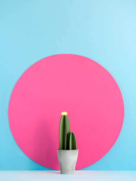 istock Fake cactus near pink circle. 1022225098