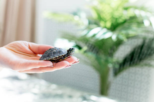 istock an image of a pet turtle on a white table 1022225102