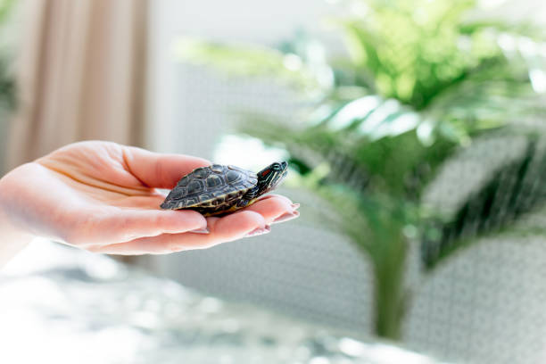 istock an image of a pet turtle on a white table 1022225132