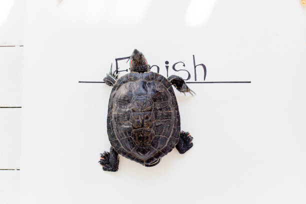istock an image of a pet turtle on a white table 1022225318