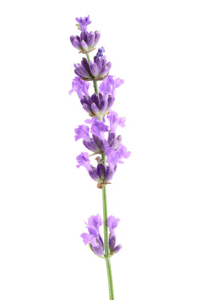 istock Twig of lavender with leaf isolated on a white background 1022225390