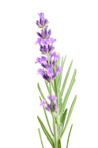 Beautiful Lavender flowers on a white background.