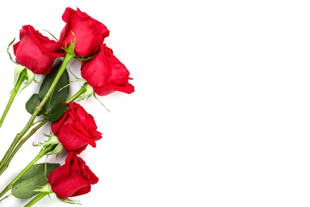 istock beautiful red rose with leaves isolated on white background with copy space for your text. Top view. Flat lay pattern 1022226918