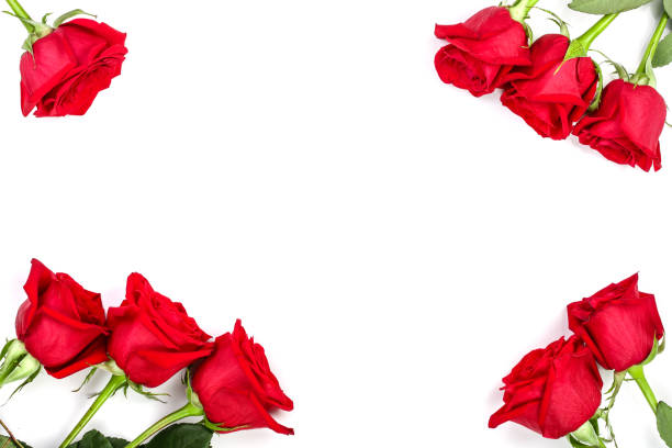 istock beautiful red rose with leaves isolated on white background with copy space for your text. Top view. Flat lay pattern 1022227494