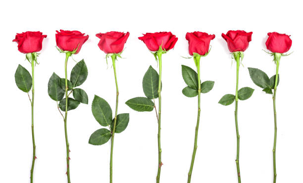 istock beautiful red rose with leaves isolated on white background. Top view. Flat lay pattern 1022227498