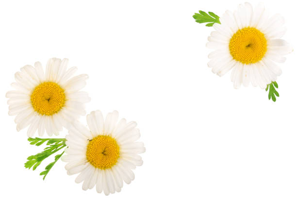 istock chamomile or daisies with leaves isolated on white background with copy space for your text. Top view. Flat lay 1022227526