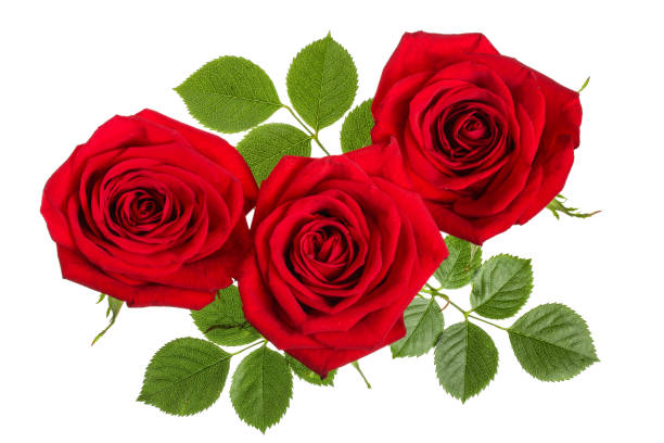 istock beautiful red rose isolated on white background 1022227536