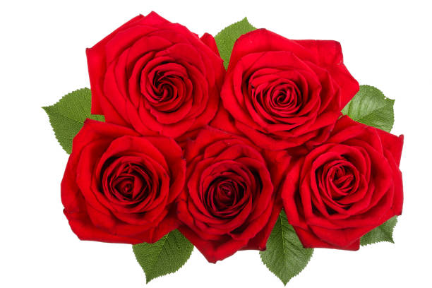 istock beautiful red rose isolated on white background 1022227544