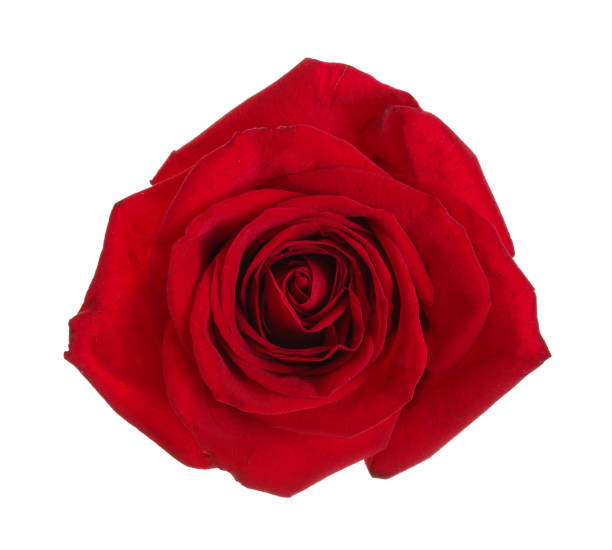 istock beautiful red rose isolated on white background 1022227556
