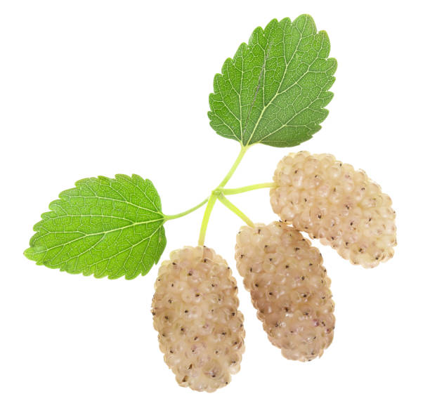 istock Fresh ripe white Mulberry berry with leaf isolated on white background macro 1022227716
