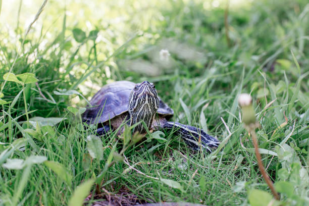 istock an image of a pet turtle on a white table 1022227752